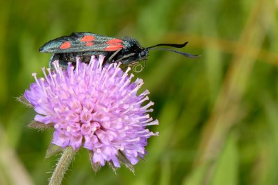 Narrow-bordered Five-spot Burnet, Zygaena lonicerae, Femplettet Køllesværmer 2