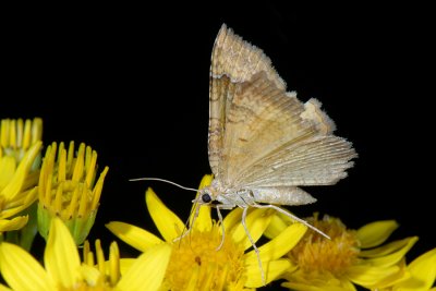 Yellow Shell, Camptogramma bilineata, Okkergul Bladmåler 1
