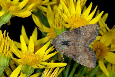 Slender Brindle, Apamea scolopacina 1