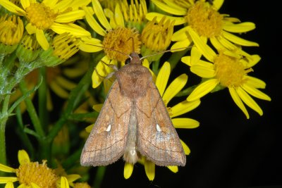 Brown-line Bright-eye, Mythimna conigera 1