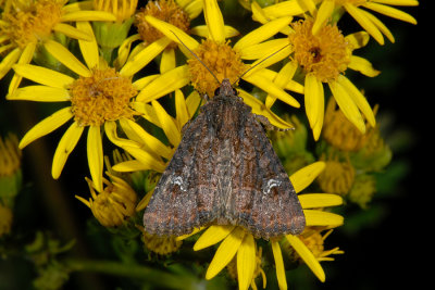 Common Rustic, Mesapamea secalis, Hvidaksugle 1