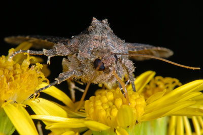 Common Rustic, Mesapamea secalis, Hvidaksugle 3