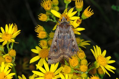 Large Yellow Underwing, Noctua pronuba, Smutugle 3