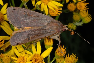 Large Yellow Underwing, Noctua pronuba, Smutugle 6