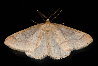 Dotted Border, Agriopis marginaria, Grågul Frostmåler 1