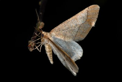 Dotted Border, Agriopis marginaria, Grågul Frostmåler 2