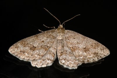 Small Engrailed, Ectropis crepuscularia, Birke-Barkmåler 1