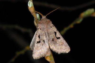 Hebrew Character, Orthosia gothica, Det gotiske tegn 1