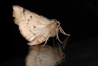 Scalloped Hazel, Odontopera bidentata, Takmåler 1