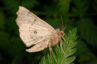 Scalloped Hazel, Odontopera bidentata, Takmåler 2