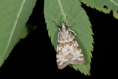 Scoparia pyralella 1