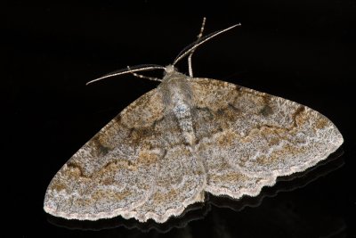 Mottled Beauty, Alcis repandata, Almindelig Barkmåler 1
