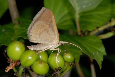 Rannoch Looper, Itame brunneata, Okkergul Blåbærmåler 1