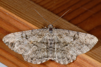 Willow Beauty, Peribatodes rhomboidaria, Frugttræ-barkmåler 1