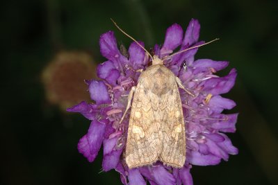 Saltern Ear, Amphipoea fucosa 1