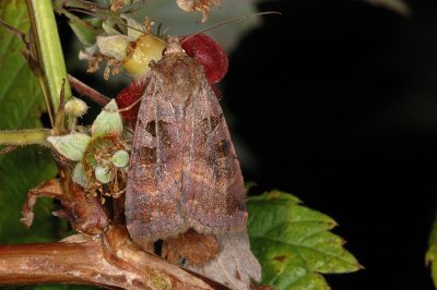 Square-spotted Clay, Xestia rhomboidea 1