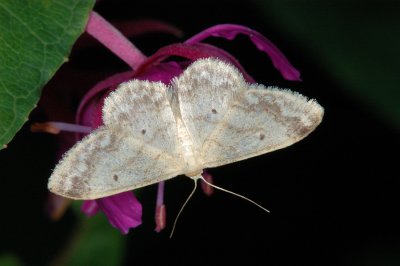 Small Fan-footed wave, Idaea biselata 2