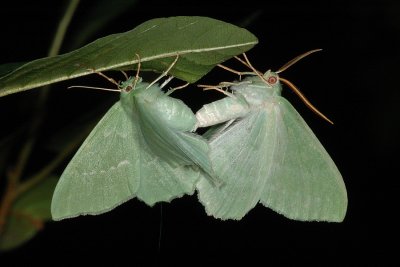Large Emerald Geometra papilionaria, Grøn Birkemåler 2