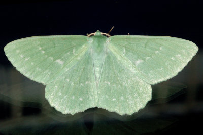 Large Emerald Geometra papilionaria, Grøn Birkemåler 1