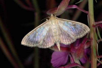 Mother of Pearl, Pleuroptya ruralis 2