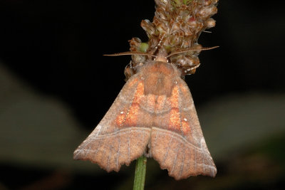 Herald, Scoliopteryx libatrix, Takugle 4