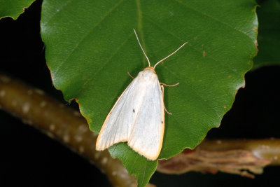 Four-dotted Footman, Cybosia mesomella, Dag-lavspinder 1