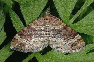 Red Twin-spot Carpet, Xanthorhoe spadicearia, Brunrød Bladmåler 1