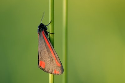 Cinnabar, Tyria jacobaeae,  Blodplet 1