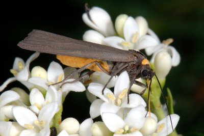 Red-necked Footman, Atolmis rubricollis, Blodnakke 1