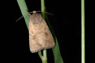 Mottled Rustic, Caradrina morpheus 1