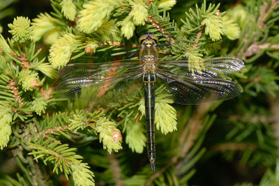 Brilliant Emerald, Somatochlora metallica, Glinsende Smaragdlibel 1