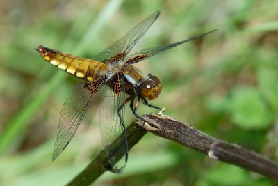 Broad-bodied Chaser, Libellula depressa, Bl Libel 5