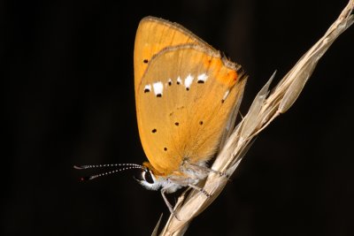 g4/70/813670/3/92005549.WJLUA5Ys.jpg