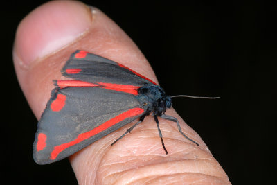 Cinnabar, Tyria jacobaeae,  Blodplet 5