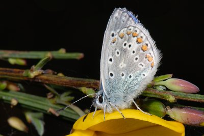 Common Blue, Polyommatus icarus, Almindelig blfugl 5