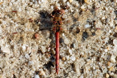 Common Darter, Sympetrum striolatum, Stor Hedelibel 1