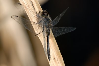 Black Darter, Sympetrum danae, Sort Hedelibel 4