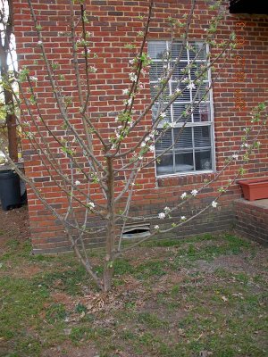 Apple Tree 2011