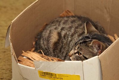 Lincoln in his box