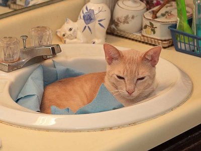 Sylvester in sink