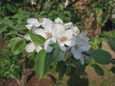 Apple Tree 2012