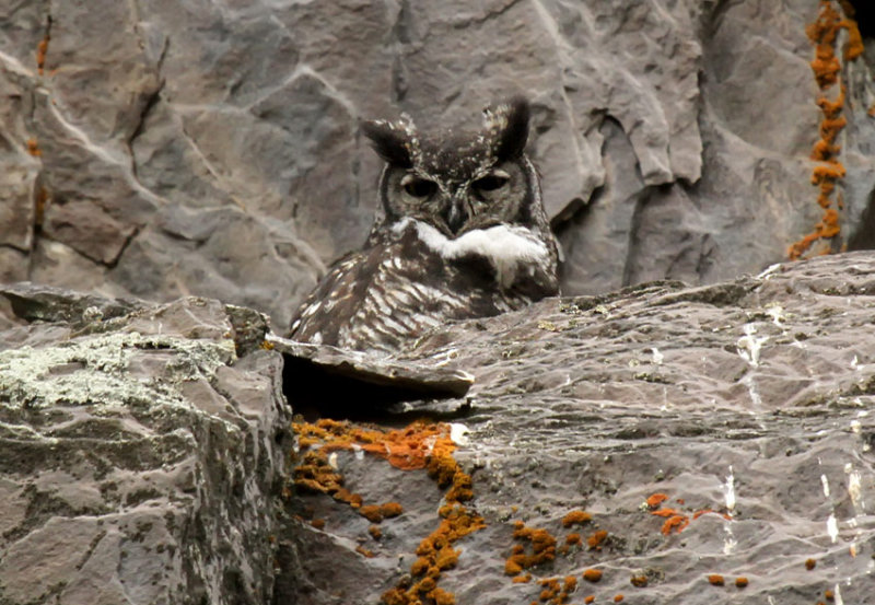 Great Horned Owl