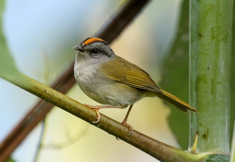 Russet-crowned Warbler