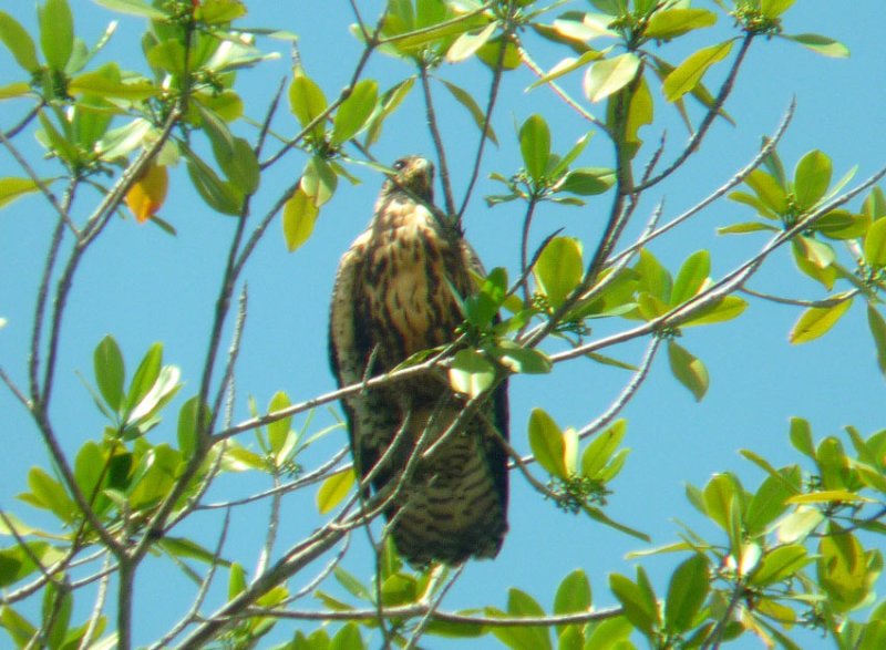 Common Black-Hawk