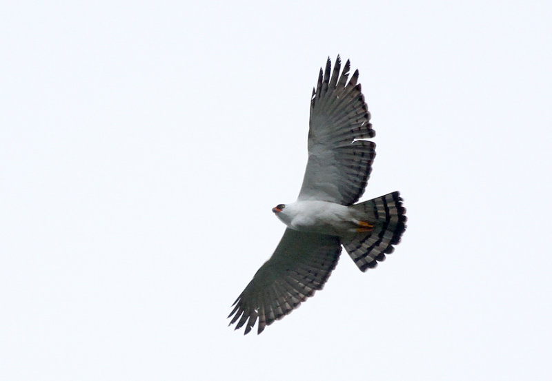 Black-and-white Hawk-Eagle