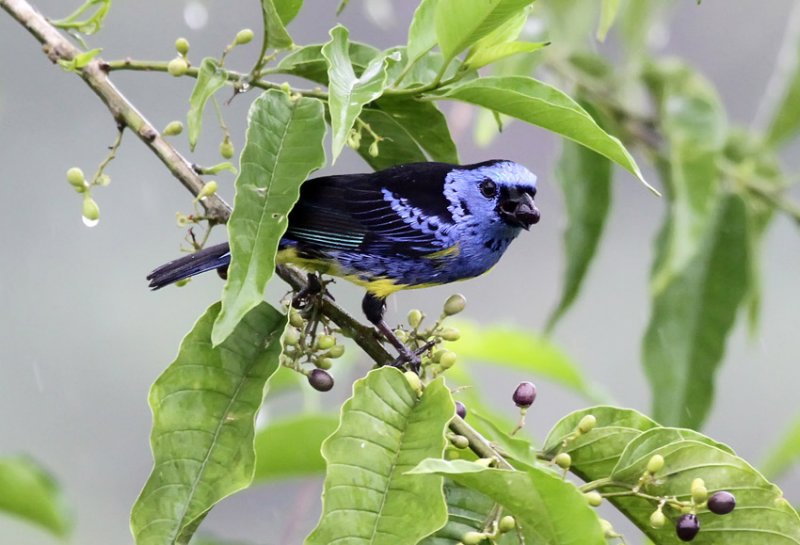 Turquoise Tanager