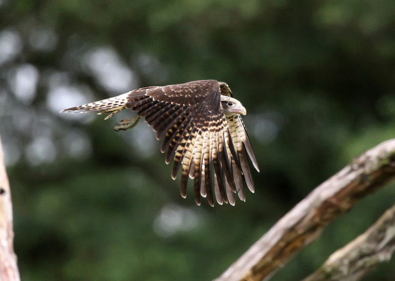 Yellow-headed Caracara