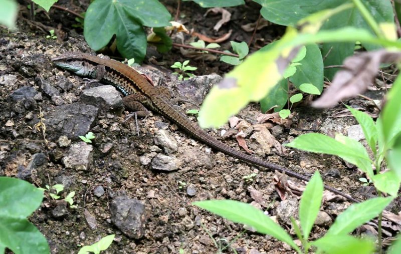 Seven-lined Whiptail