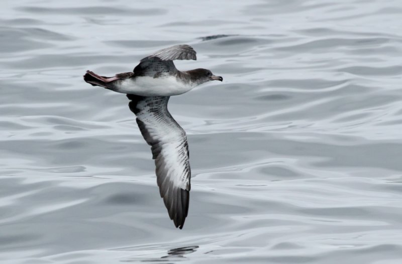 Pink-footed Shearwater