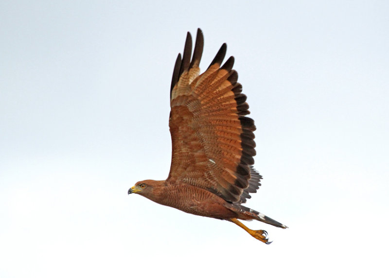 Savanna Hawk